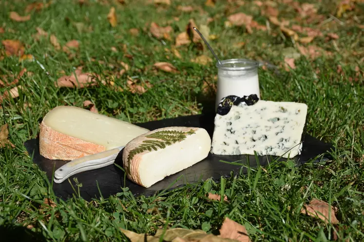 Les fromages au lait de brebis et de chèvre s’ancrent dans la tradition même si les consommateurs gardent un fort a priori sur le goût. © D. Hardy