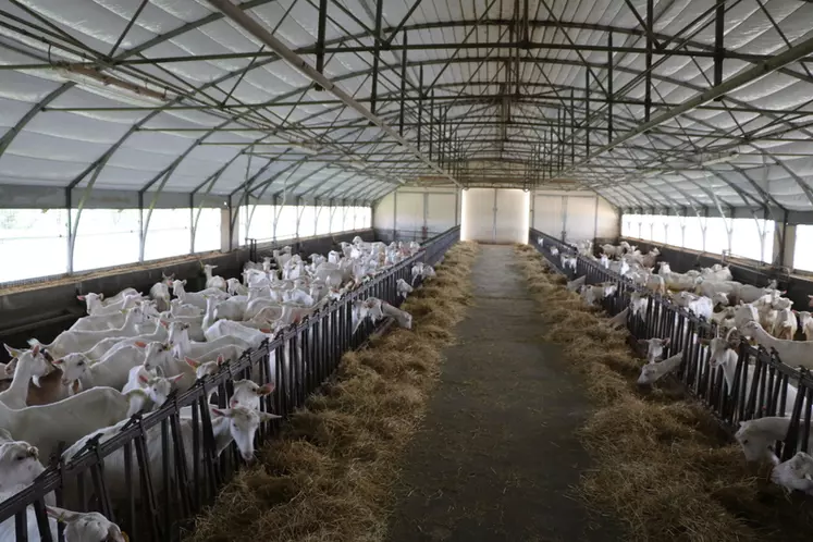 Les chèvres sont toutes suivies par le contrôle laitier auquel adhère le Gaec depuis la création du troupeau en 1999. © B. Morel