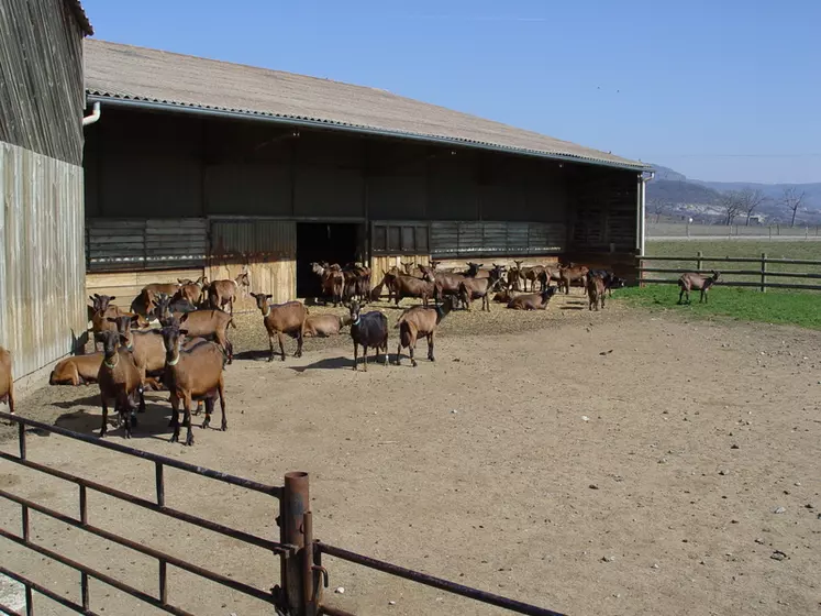Les ONG welfaristes et la profession s’accordent pour dire que l’accès à l’extérieur dans un environnement de qualité est important pour le bien-être des chèvres. © D. Hardy
