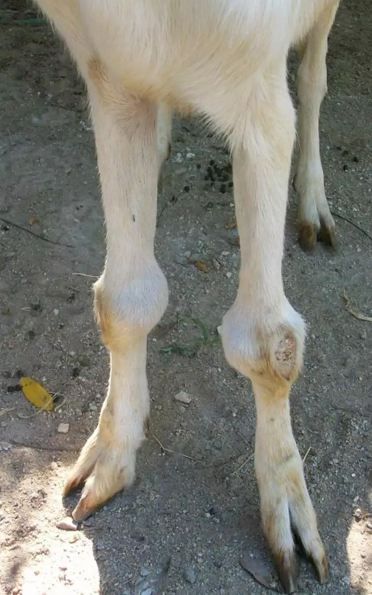 Le Caev se traduit par des arthrites aux genoux qui peuvent affecter la locomotion des animaux. © DR