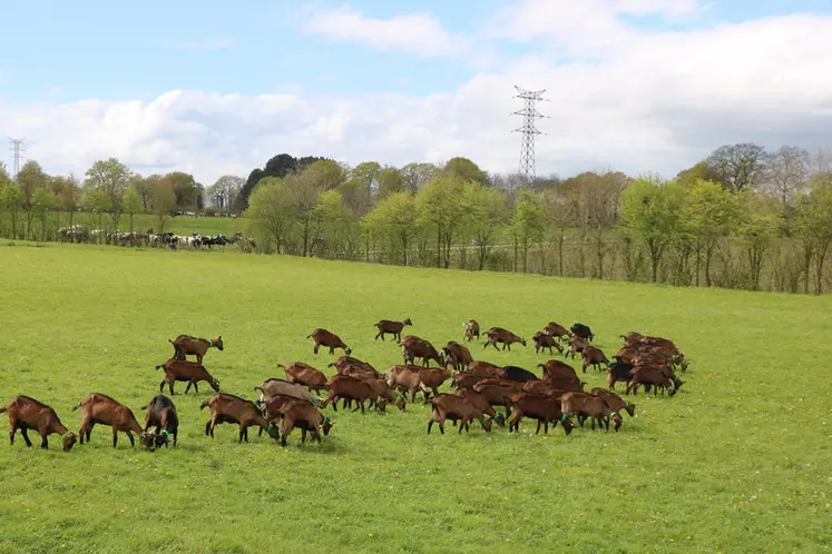 Bien qu'encore marginale, l'élevage caprin se développe et se structure en Bretagne. © B. Morel