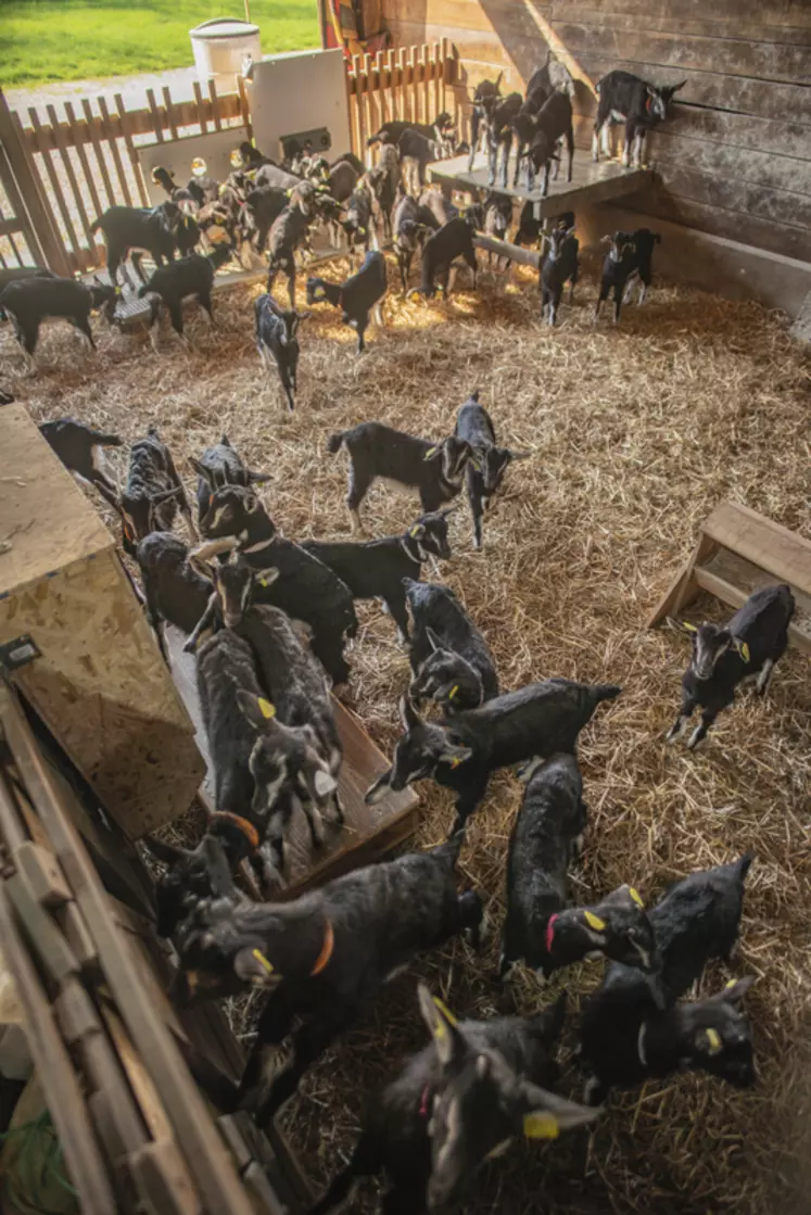 Le troupeau français de la chèvre poitevine s’établit actuellement à 3600 têtes, détenues par 85 éleveurs et 40 détenteurs amateurs.  © A. Buchet