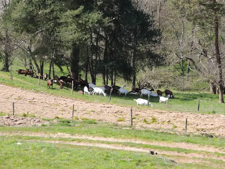 Les chèvres des Soubeyrand valorisent au maximum les parcelles de pâturage, impropres à la fauche (trop de pente ou boisées). © I. Heeren