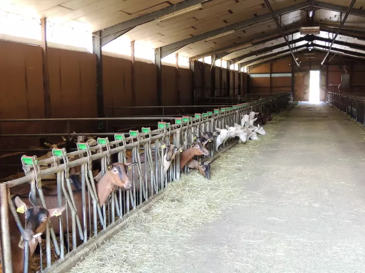 Les chèvres sont majoritairement à l’intérieur lors du pic de lactation et sont taries au mois de juin.  © I. Heeren