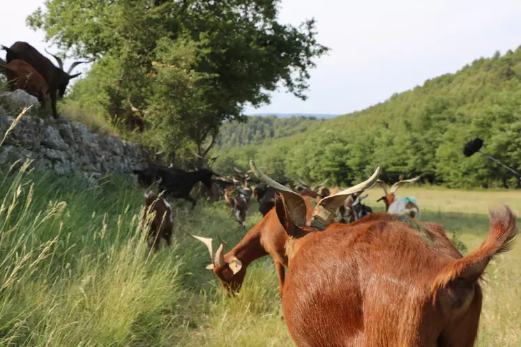 À l’occasion d’un voyage de presse en Provence-Alpes-Côte d’Azur, la Confédération paysanne a présenté des arguments pour défendre le pastoralisme et l’élevage en plein air. © I. Heeren