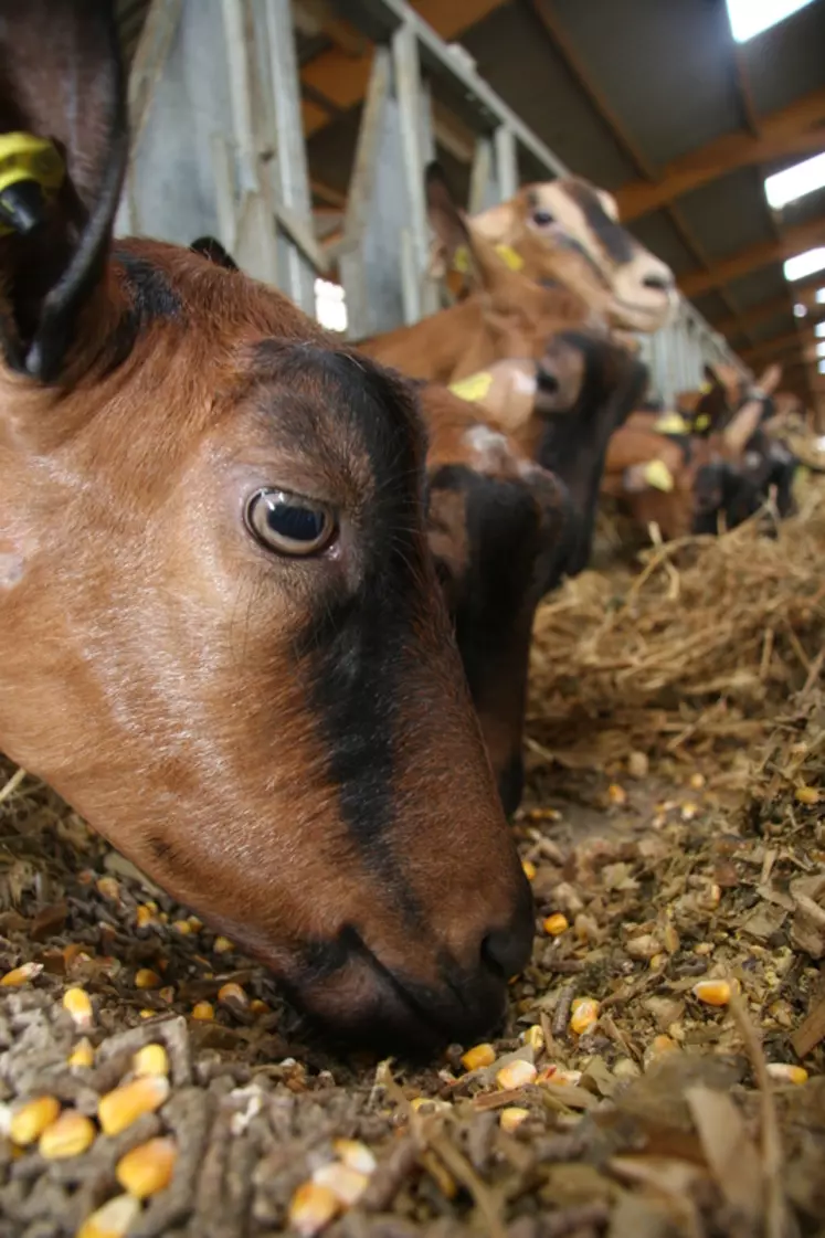 Les chèvres sont réputées pour trier leur nourriture. Cela leur permettrait de préserver l'état de leur dentition.  © D. Hardy