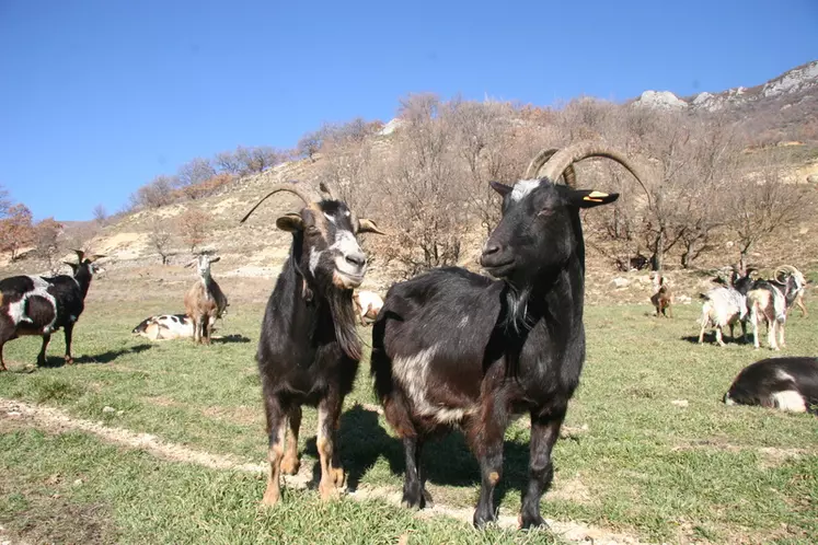 Deux tiers des 360 Provençales contrôlées ont produit entre 209 et 533 kilos de lait.  © D. Hardy