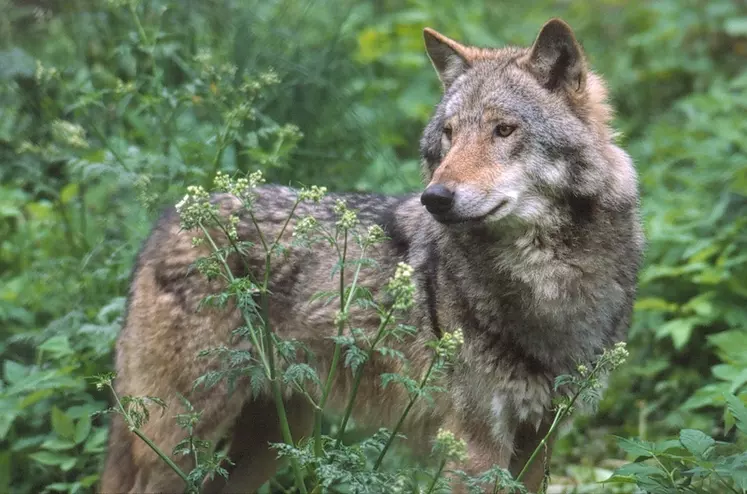 La population de loups a dépassé les 500 individus à la sortie de l'hiver, soit quatre ans plus tôt que les pronostics du gouvernement. © J. Linnell