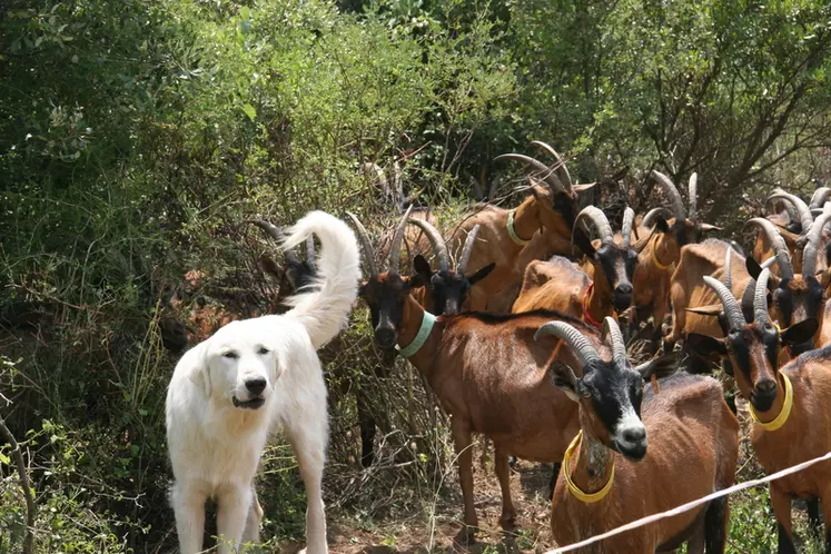 Les éleveurs rechignent parfois à prendre un patou pour protéger leurs chèvres. La crainte des accidents reste omniprésente. © D. Hardy