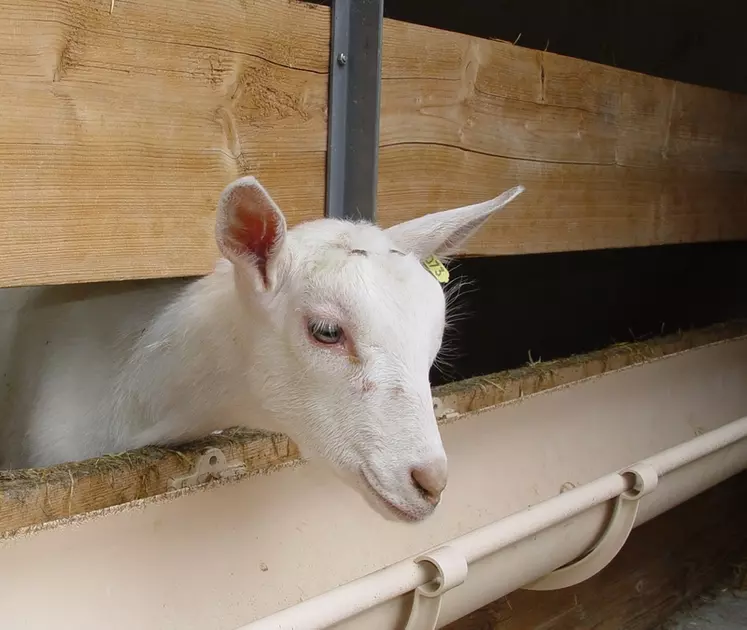 Des chercheurs espagnols ont inoculé des chevreaux avec du liquide ruminal. © D. Hardy