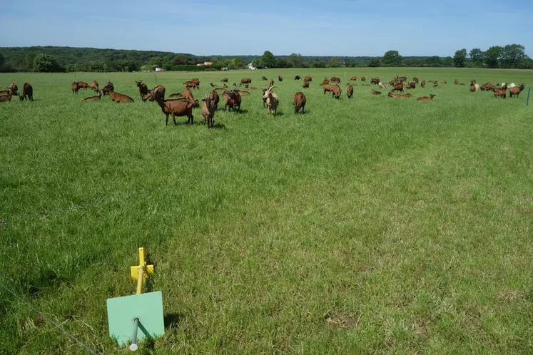 Le réseau RedCap cherche depuis 2012 à mettre en place une prairie multi-espèces robuste, pérenne, productive et adaptée à l’alimentation des chèvres de l’Ouest.  © J. Jost