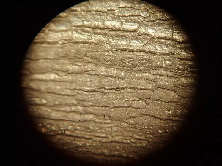 Des fissures et craquelures du caoutchouc sont visibles à la loupe binoculaire au-delà de 3 750 traites (grossissement x35). © Idele