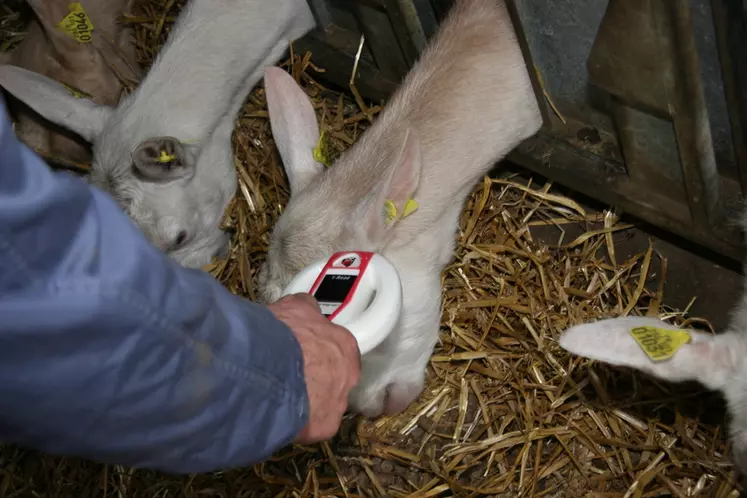 374 000 identifiants électroniques  ont été commandés en 2018 pour les caprins.  © D. Hardy