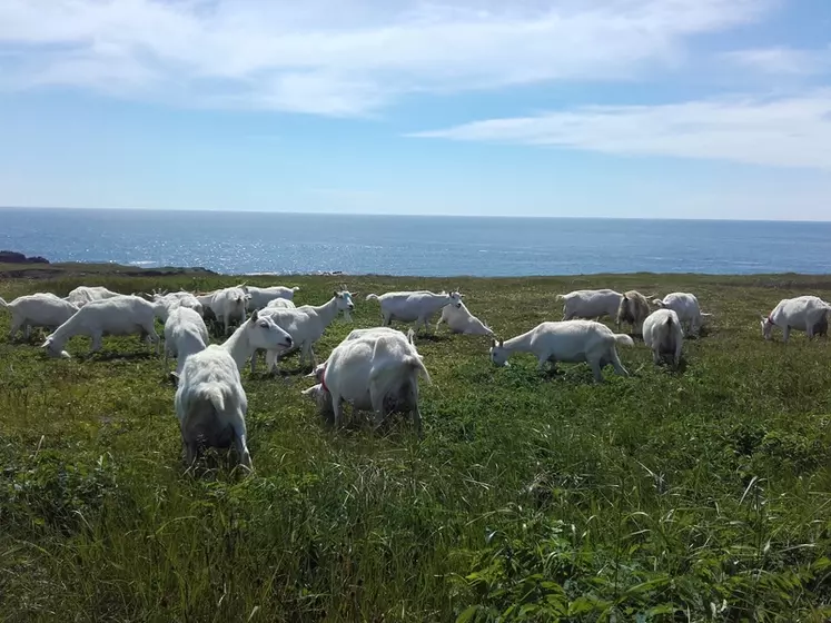Les 40 chèvres donnent du lait pour les 6 000 habitants de l'archipel. © M. Devimeux