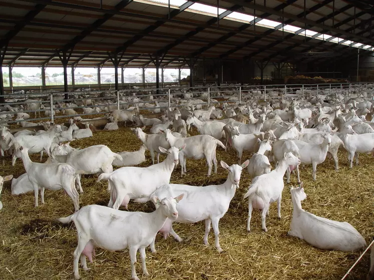 Alors que les Pays-Bas comptaient une quarantaine d’exploitations à plus de 500 chèvres en 2000, le pays en compte désormais plus de 300. © D. Hardy