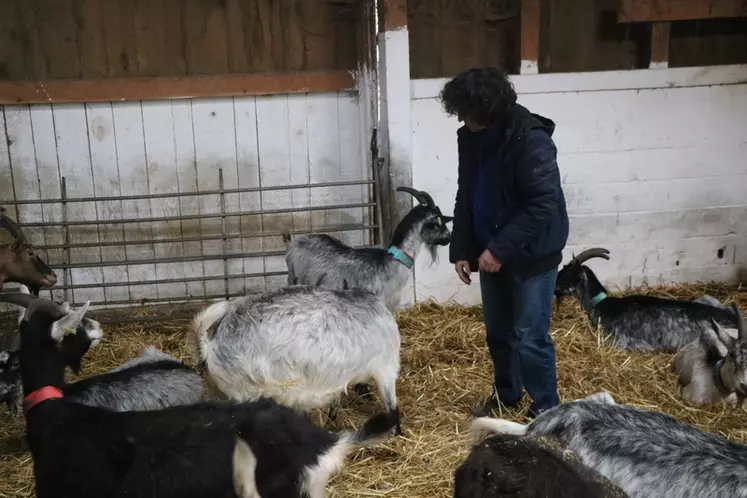 Les chèvres ne reçoivent presque plus de concentrés (sauf des bouchons de luzerne en hiver). Le système alimentaire repose sur le pâturage. © B. Morel