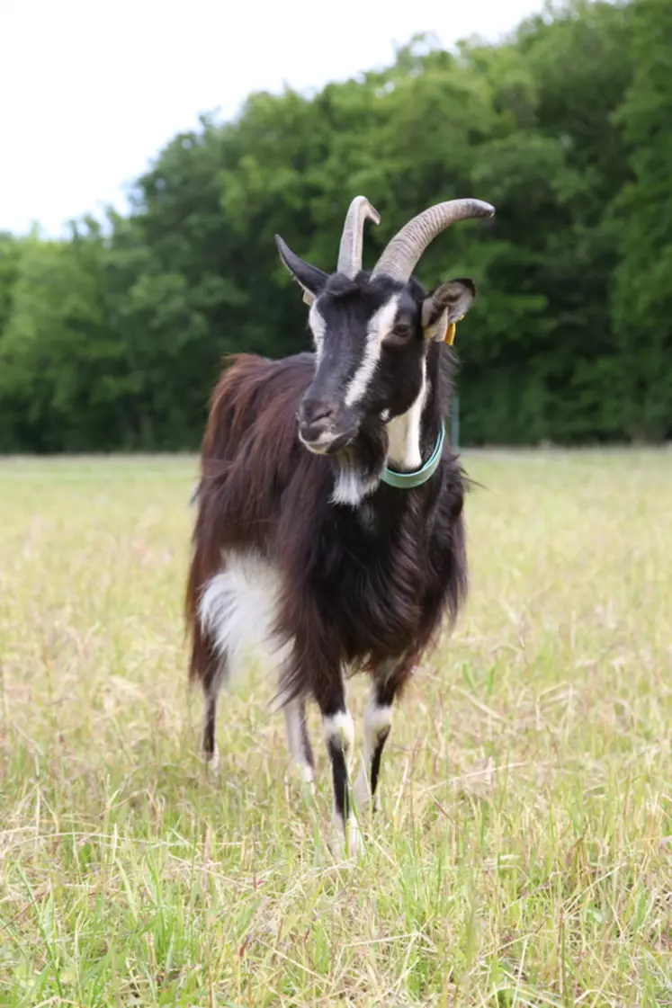 Avec près de 1 000 chèvres inscrites au contrôle laitier, la chèvre poitevine est la troisième race la plus productive de France, loin derrière Alpines et Saanens. © DR