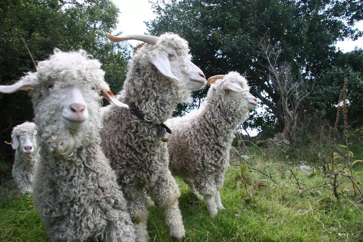 Les chèvres angoras ont une toison blanche, soyeuse et lustrée, faite de laine mohair. © D. Hardy