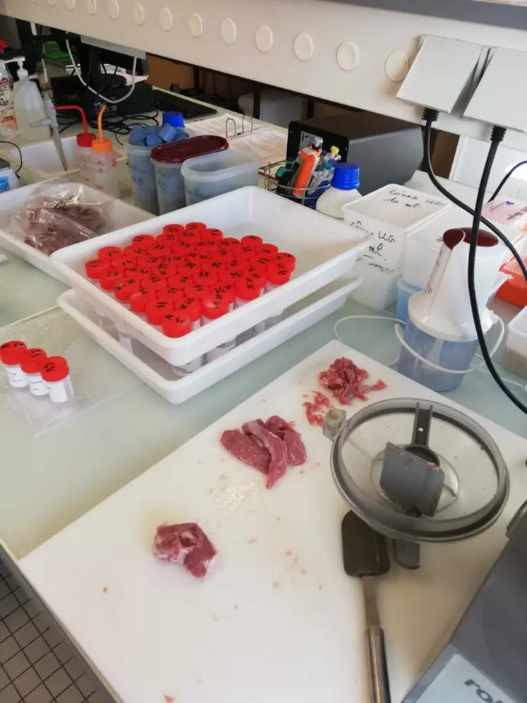 La viande de chevreau a été analysée au laboratoire de Villers-Bocage en Normandie. © J. Normand