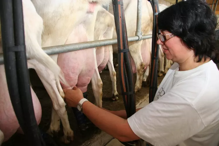 Les chèvres Saanen au contrôle laitier ont produit l'an dernier 999 kilos en 326 jours à 32,6 de TP et 36,5 de TB. © D. Hardy