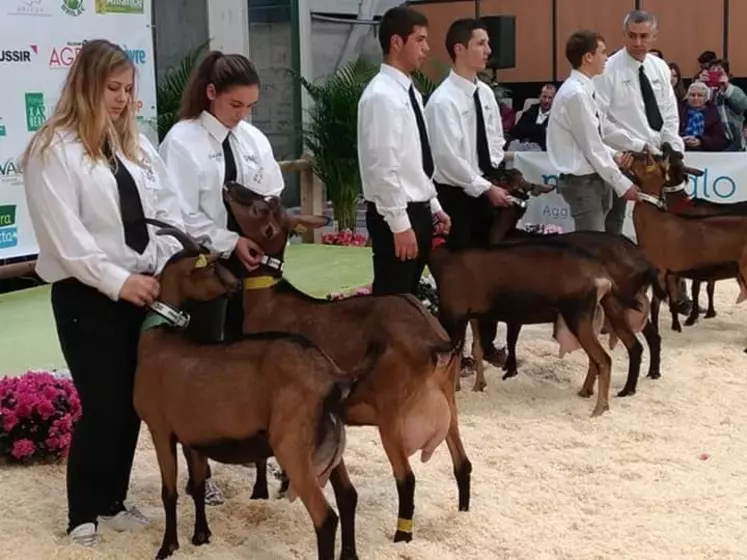 Les éleveurs passionnés aiment à se retrouver pour comparer la morphologie de leurs chèvres. © Caprin avenir passion