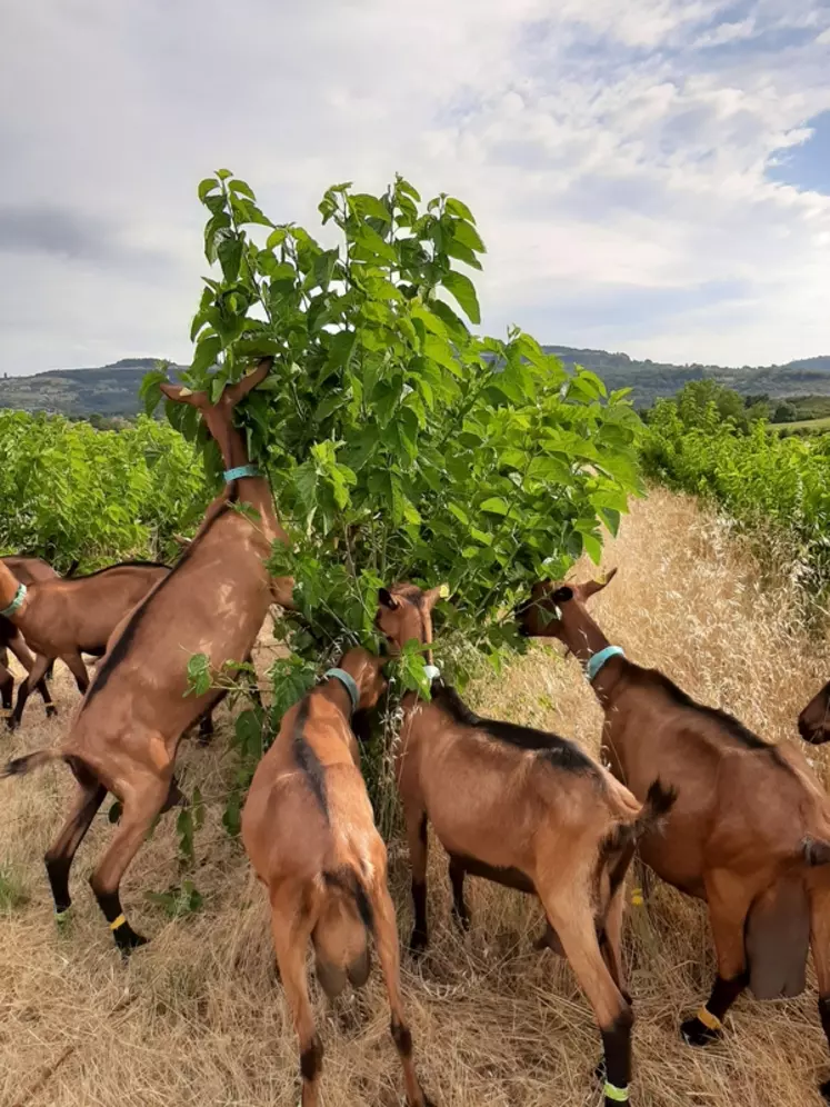 Avec le pâturage des mûriers, les chèvres peuvent exprimer leur comportement naturel pour la cueillette. © C. Boyer