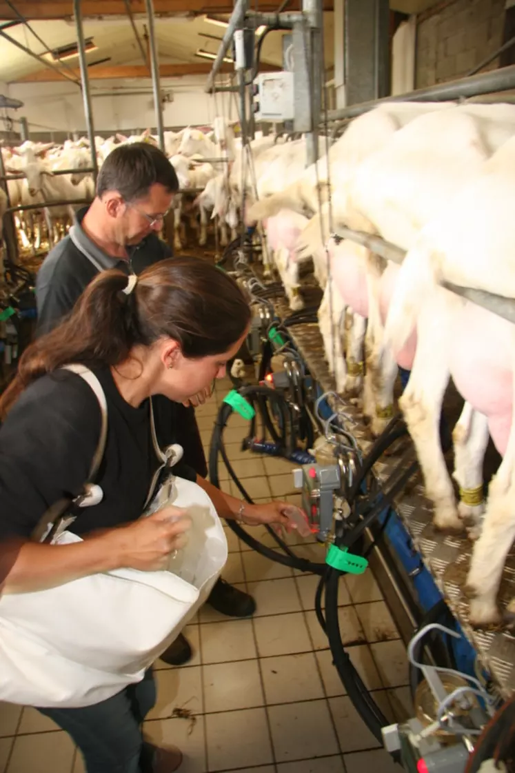 Les absences liées au Covid-19 pourraient  perturber les contrôles laitiers et nuire à l'indexation génétique des chèvres. © D. Hardy