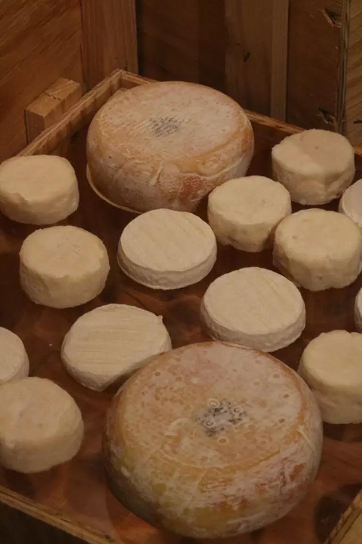L'AOP chevrotin, fromage exclusivement fermier, affiche une belle progression de 16 % sur l'année écoulée. © B. Morel