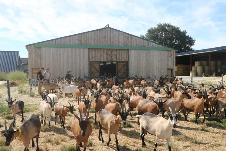 Les éleveurs de la ferme de la Fringale misent sur le bien-être animal et leur confort de travail, en accord avec leur vision de l'élevage.  © B. Morel