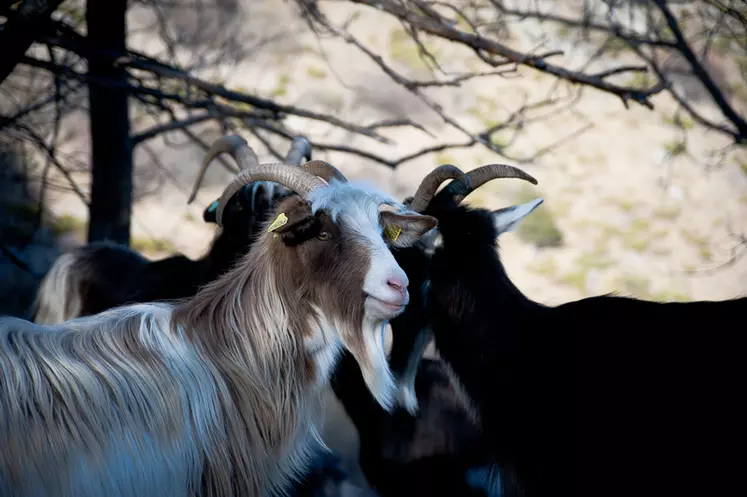 Les chèvres des Fossés ou les Pyrénéennes sont appréciées pour  leur rusticité et leur capacité à nettoyer les terrains. © Y. Kerveno