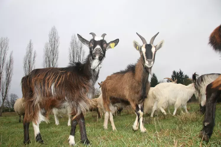 Les chèvres des Fossés ou les Pyrénéennes sont appréciées pour  leur rusticité et leur capacité à nettoyer les terrains. © D. Hardy