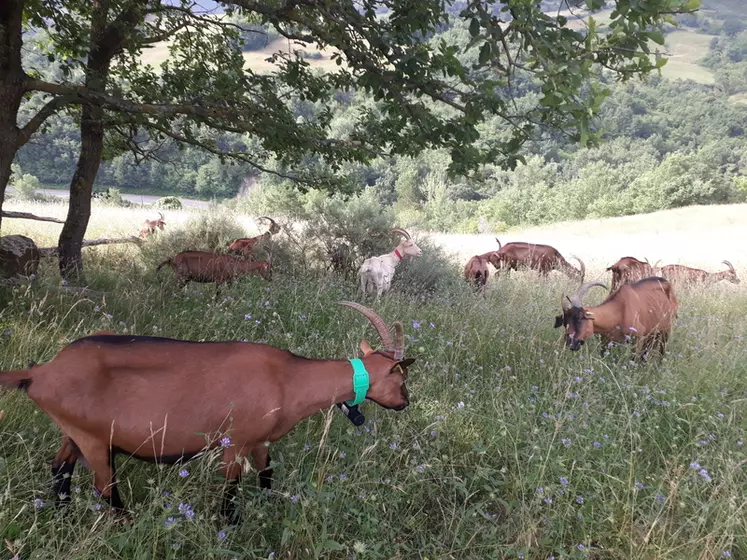 Suivre ses chèvres au pâturage grâce à une balise GPS permet, en plus de les localiser en temps de réel, de mieux connaître leur comportement lorsqu'elles ne sont pas gardées. © Idele