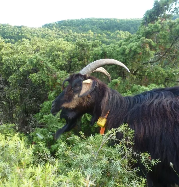 La chèvre des Pyrénées est adaptée  à la végétation dense, mais la garde n'est pas simple dans cette situation. Le suivi GPS permet de gagner en temps et facilité. © F. Thuault
