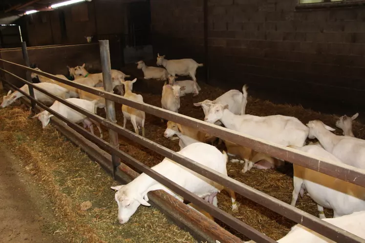 Les éleveurs surveillent de près l’état corporel des chèvres. © V. Bargain