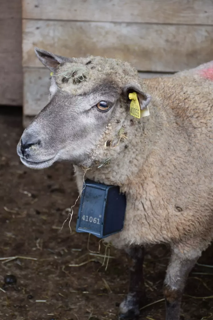 La batterie du collier dure de 20 à 25 jours d’utilisation. Si les animaux  s’échappent, l’éleveur est averti par SMS. © D. Hardy