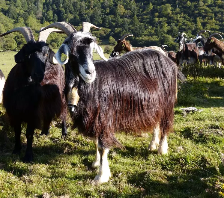Race très rustique, la chèvre des Pyrénées peut aussi bien être élever pour son lait, sa viande ou simplement son appétit pour les broussailles. © DR