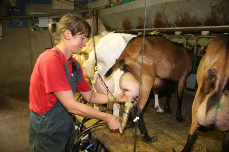 L’astreinte puis la charge mentale et les pics de travail sont les plus problématiques en élevages caprins. © D. Hardy