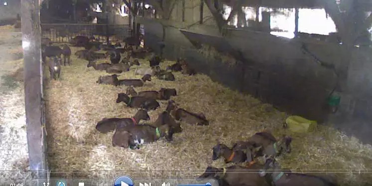 La vidéo a montré que les chèvres se couchaient très peu près du mur du fond. © BCEL Ouest