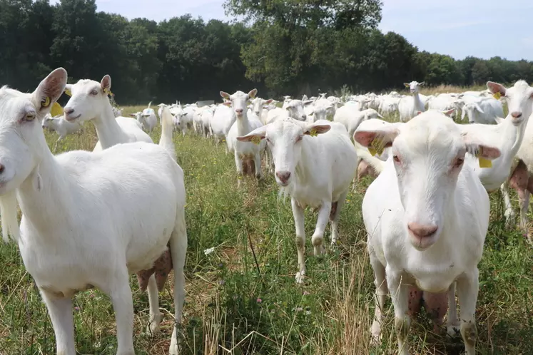 La Loi Santé Animale ne provoque pas de changements majeurs pour les éleveurs de chèvres, les organisations professionnelles ont veillé à la bonne rédaction des textes. © B. Morel