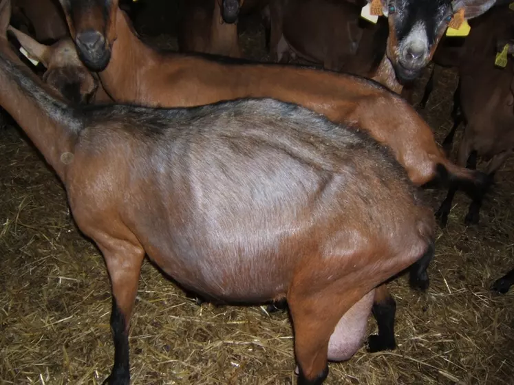 Dans un troupeaux, quelques chèvres peuvent présenter une dépilation. © X. Pouquet