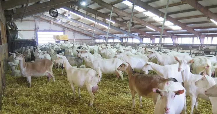 Dans chaque troupeau, environ 10 % des chèvres sont testées sur les abcès caséeux, le Caev et la paratuberculose. © O. Danel