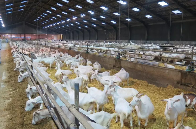Dans chaque troupeau, environ 10 % des chèvres sont testés sur les abcès caséeux, le Caev et la paratuberculose. © O. Danel