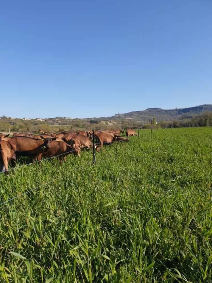 SécuFourrage teste quatre prairies multiespèces pour le pâturage des chèvres.  © P. Thorey