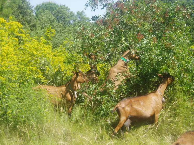 Les chèvres ne doivent pas consommer plus d'un tiers du feuillage des arbres pour assurer la pérennité de la ressource fourragère. © Cerpam