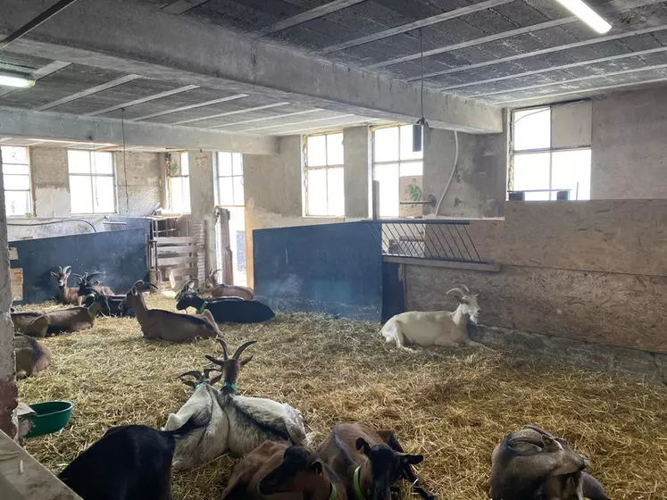 Les chèvres pâturent les prés et parcours alentours. Elles reçoivent aussi du foin, de la luzerne, de l’orge et du maïs. © R. Horriot