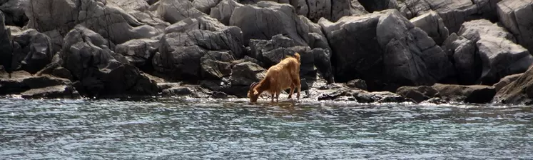 Sur certains îlots sans eau douce permanente, on peut apercevoir des chèvres s’abreuvant à même la mer !