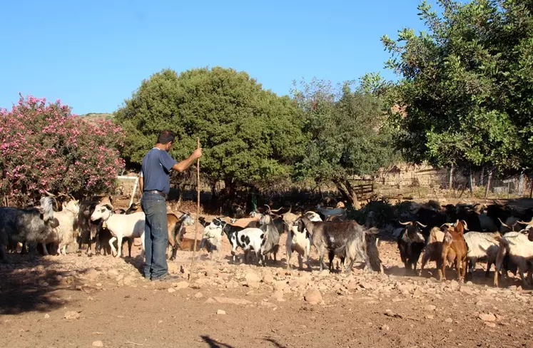 Avec un troupeau de 200 chèvres laitières, Michel Xarinos vend ses fromages sur l'île de Léros, mais aussi sur une île « voisine », à 5 h 30 de bateau !
