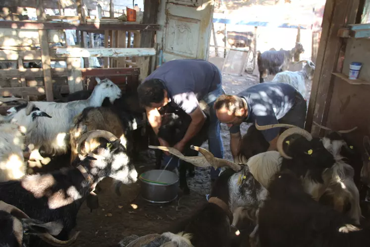 La traite est ici traditionnelle : les deux trayeurs, côte à côte, à califourchon sur les chèvres, courbés vers la mamelle, le dos à l’horizontal. 3 heures de traite pour 200 litres de lait. 