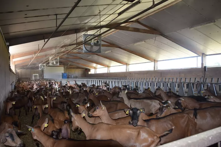 Dans cet élevage, des ventilateurs à flux horizontal et des brumisateurs ont été installé au niveau de l'aire d'attente pour diminuer la température ressentie par les chèvres.