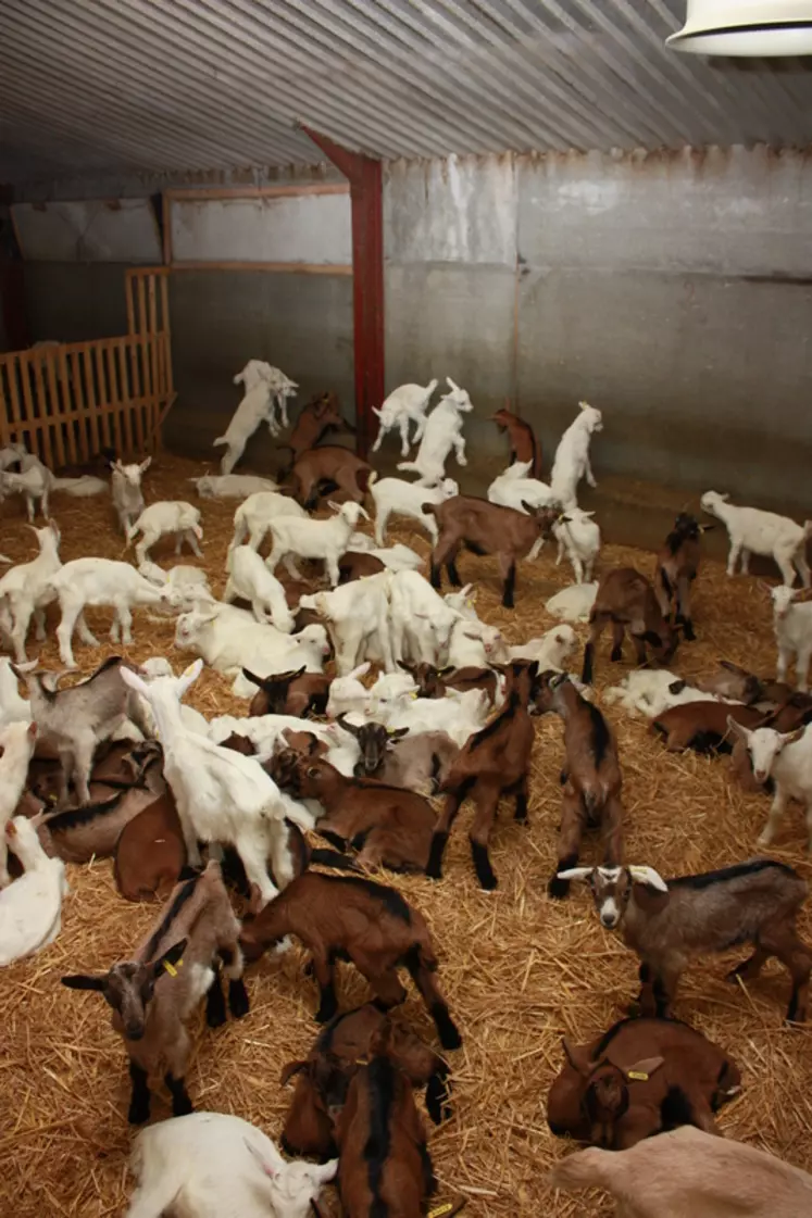 La valorisation des chevreaux est toujours au cœur des inquiétudes de toute la filière avant le début de la campagne.